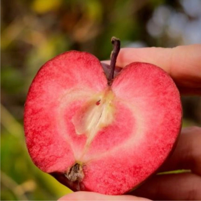 속빨간 미니 사과나무 묘목 3년생 분묘, 속빨간미니 사과 3년분묘 상묘