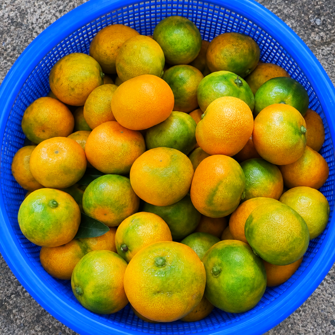 고당도 귤 제주 감귤, 1개, 로얄과)_10kg