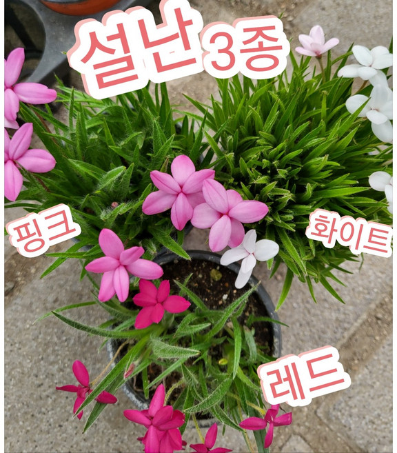 설난 3개3색/설란 향이 더 진해요