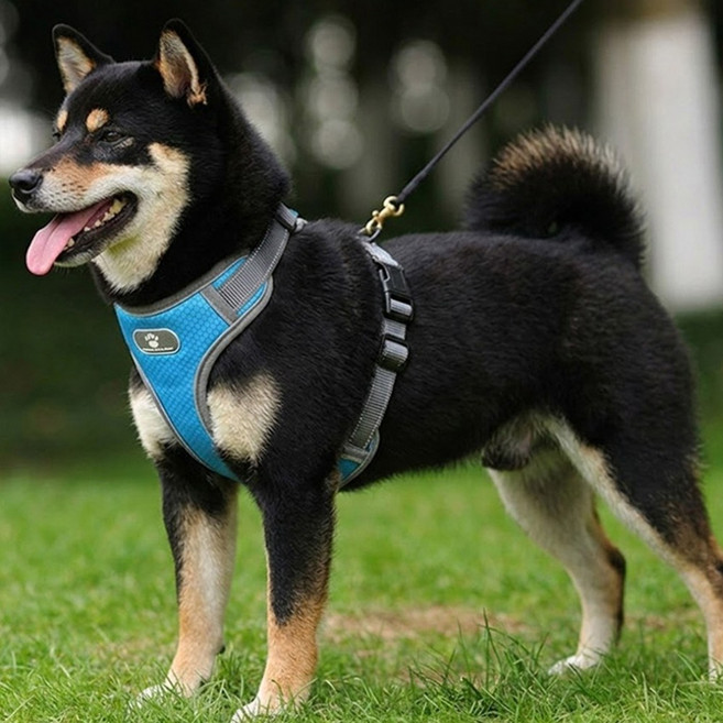 해피펫밀리 중대형견 허니콤 하네스, 블루, 1개