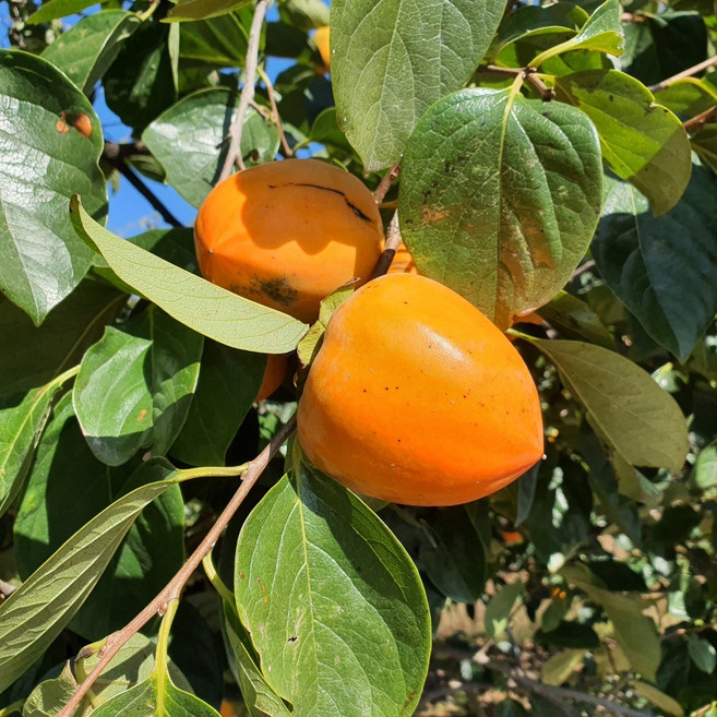 곶감용만들기 생감 둥시감 홍시용감 떫은감 떙감 감식초용감 대봉감5kg 10kg, 1개, 대봉감5kg중20개내외