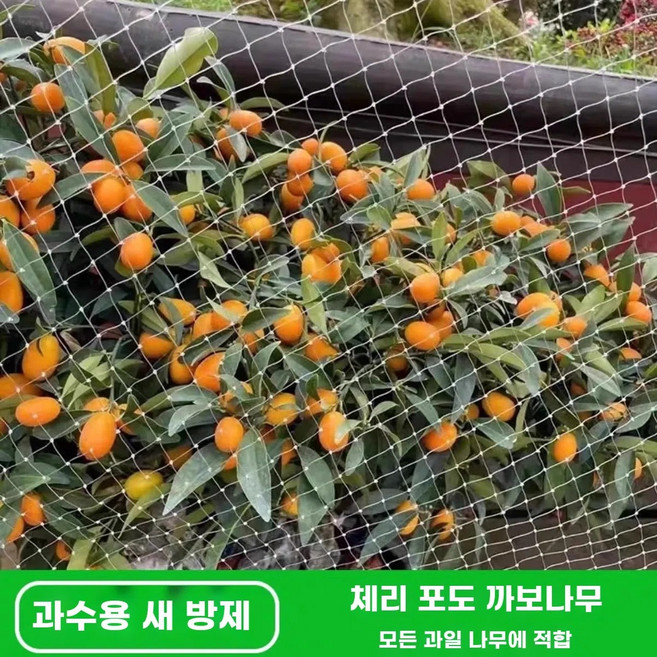 체리 포도 자보티카바 설계된 가능한 전용으로 제작되었습니다 햇빛을 방지망입니다 PA6 의, 1개, A. 가로 3미터 세로 3미터 높이 05미터 나무에 2