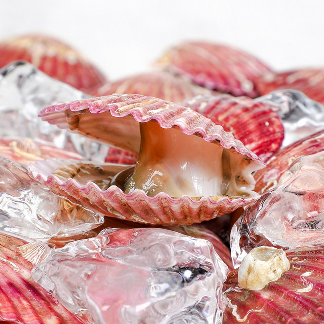 통영 고성 제철 세척 홍가리비, 1박스, 2kg