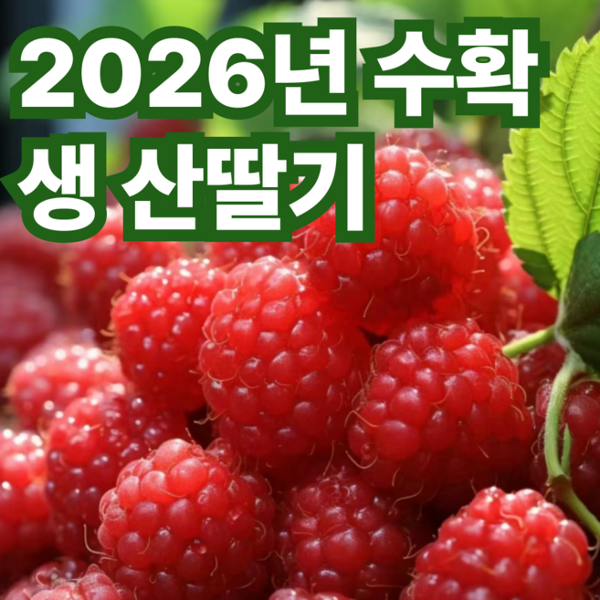 [1차물량개시] 상큼달콤 산지직송 생과 산딸기, 1개, 250g