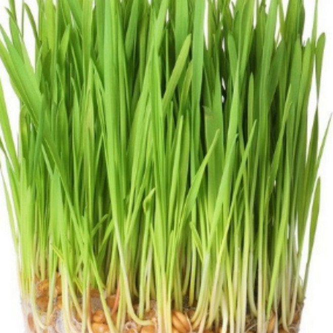 제주 국내산 새싹보리 분말 항산화 자연재료 면역체계, 1개, 상세페이지 참조, 500g