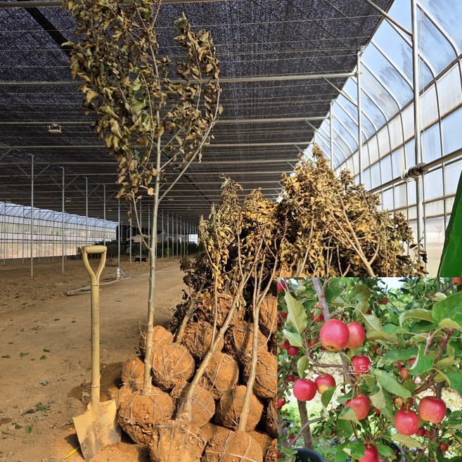 [모든원예조경] 미니사과나무 루비에스 (결실주) 분묘 R3전후 과수 유실수, 1개