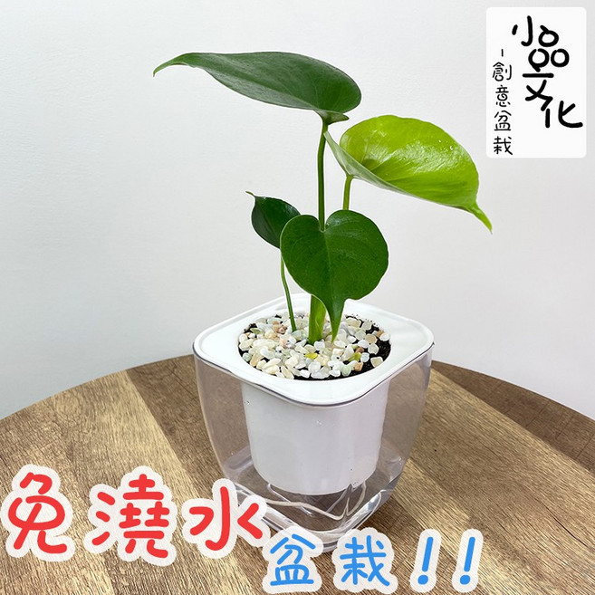 小品文化 龜背竹 4吋透明免澆水懶人盆栽, 1個, 龜背竹+4吋透明盆