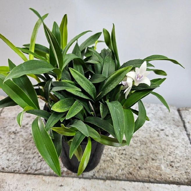 긴기아나(흰색) 높이 30cm, 1개