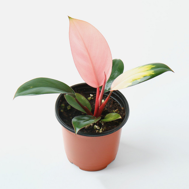 갑조네 콩고 화이트 핑크 공기정화식물 관엽식물 개업화분, 콩고(핑크)(소품), 4개