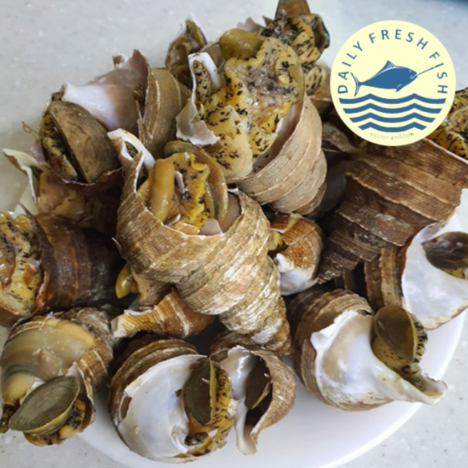 쫄깃하고 탱글한 식감에 바다 향과 씹을수록 맛있는 포항살고동, 1박스, 1kg소짜(1키로당 55미내외)