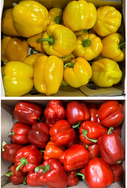 노란 주황 빨간 파프리카 못난이 5kg [원산지:국산], 못난이 빨강 5KG, 1개