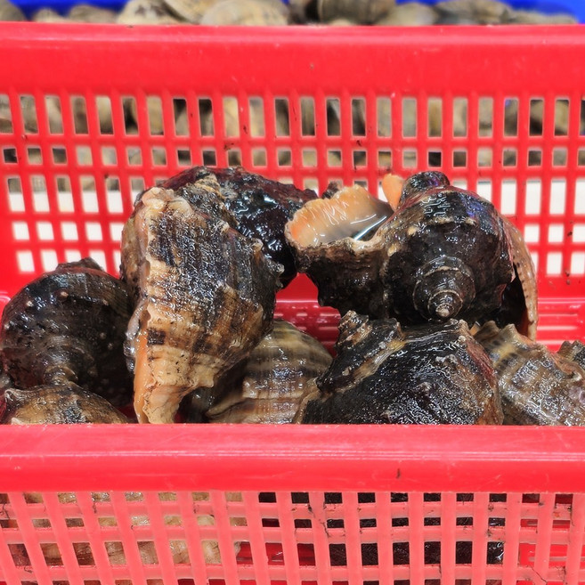 안면도 제철 자연산 참소라 소소 3kg/5kg/10kg 대용량, 참소라 소소3kg(60~90마리), 1개