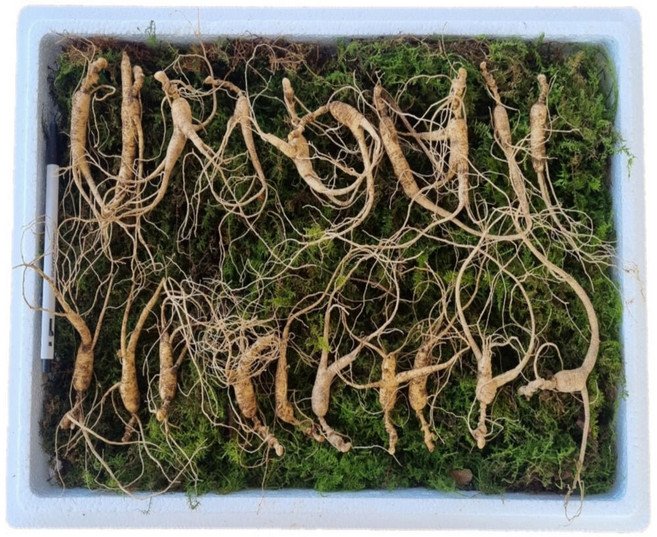 먹산삼 강원도 파지삼 7~8년근 산삼 산양삼 산양산삼 장뇌삼, 1개, 2. 20뿌리