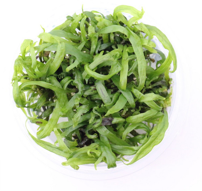 무균 조직 배양수초 - 미크로소리움 트라이던트, 1개