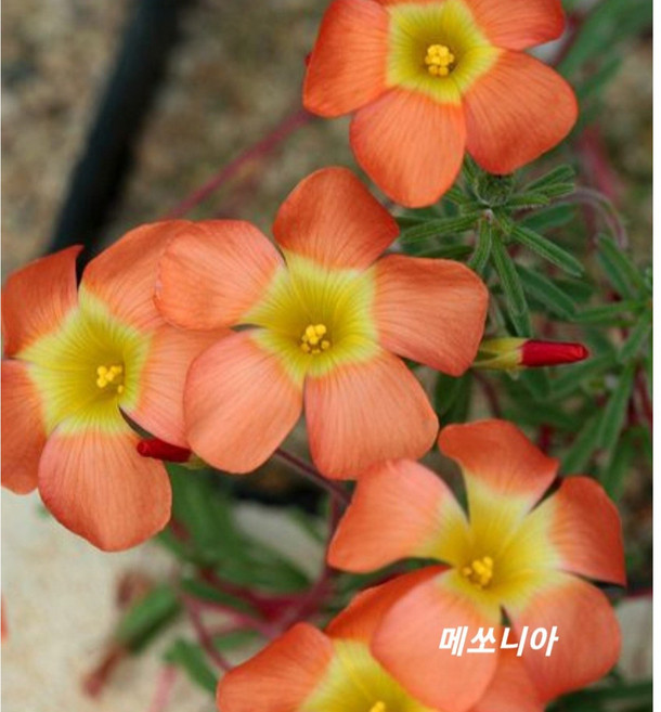 [삼다원]매쏘니아사랑초