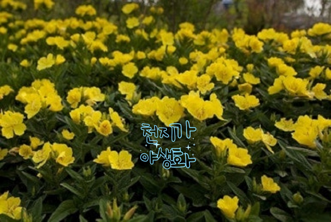 꽃심야생화 황금낮달맞이 노지월동다년초 모종 1~20포트 규격8cm포트묘, 5개