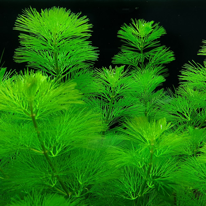 [수초인] 암브리아 23줄기 어항수초 초보수초, 1개