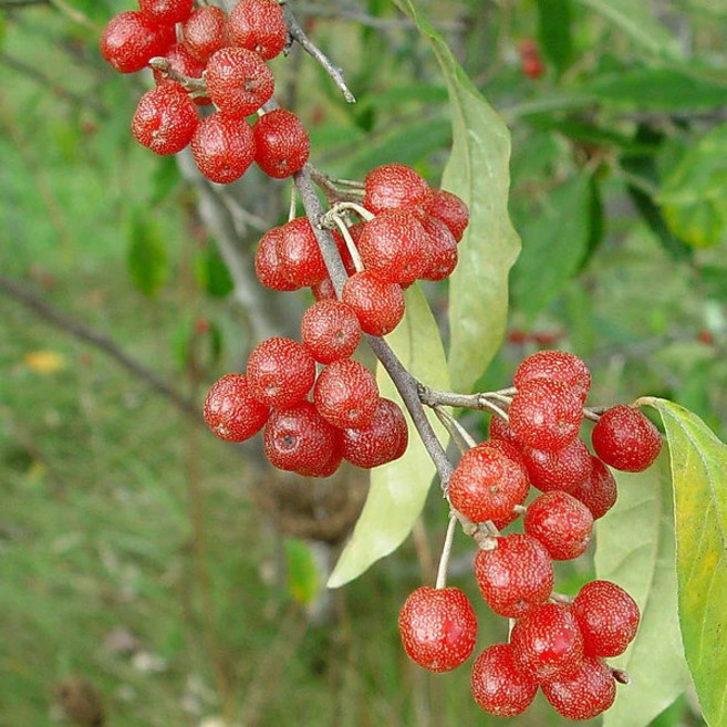 왕보리수나무 묘목 2년생 과실수 유실수, 1개