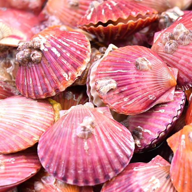 제철맞은 국내산 홍가리비 가리비, 1개, 홍가리비 1kg