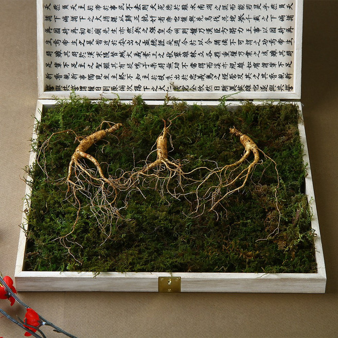 강원도 산양삼 산삼 10년 산양삼산삼 선물세트, 5~6년근, 3뿌리, 1개