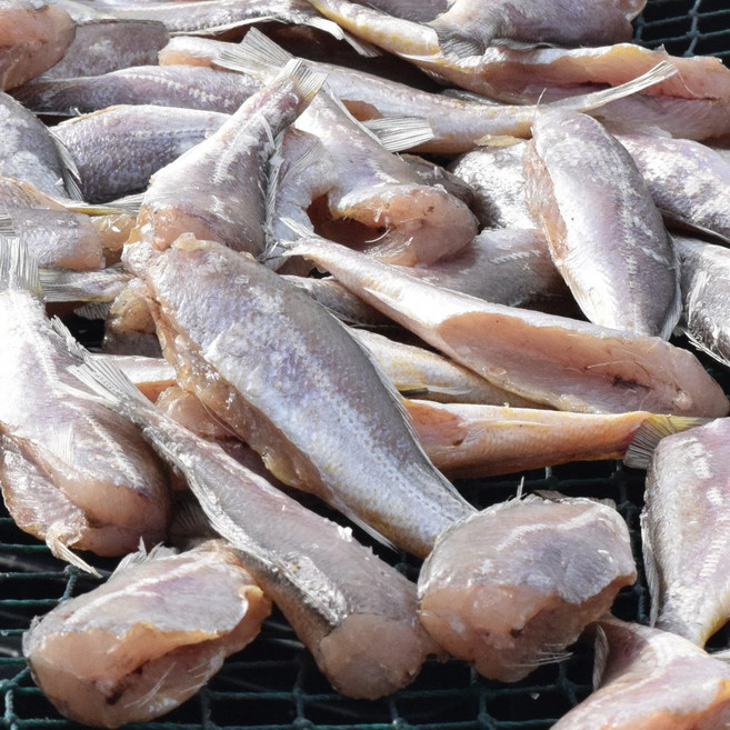 영광 법성포 굴비 손질 조기 국산, 1세트, 1kg (30마리 내외 약 13cm)