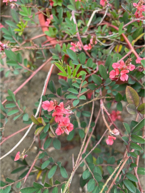 花花世界 綠籬植物 穗花木蘭/地被植物, 1個, 3吋盆/高10-20cm