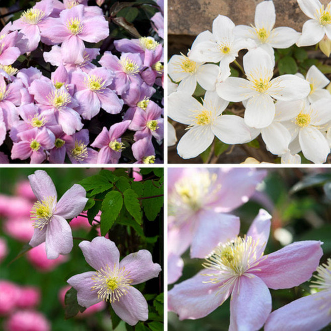 클레마티스 몬타나 으아리2종 (택1) 그랜디플로라 마조리 15cm, 2. 마조리