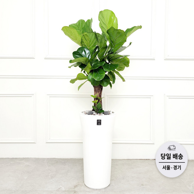 에코플랜트(서랍형받침+리본증정+당일배송) 몬스테리아 파키라 돈나무 공기정화 실내 거실 식물 개업 축하 화분, 16. 떡갈나무 나팔, 1개