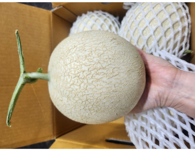 [이슬머금] 새벽 경매 하니원멜론 로열과 / 특3수 /특4수 한박스 4.8kg / 고당도 메로나멜론 / 회장님 멜론 / 양구멜론, 1박스, 4.8kg 한박스(특3~4수)