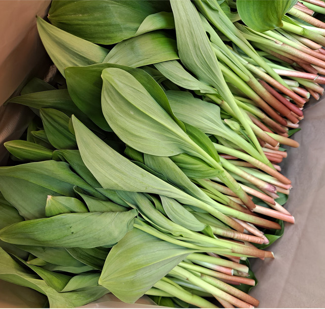 [달오개농장] 생 명이나물 오대산 고랭지 산마늘, 오대산종줄기명이1kg, 1개