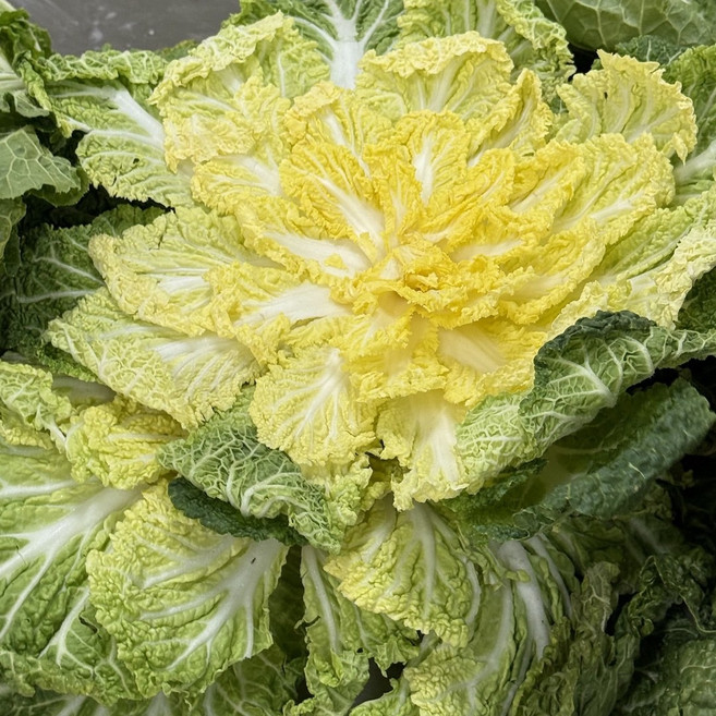 당일수확 국내산 봄동 특품, 1박스, 3kg