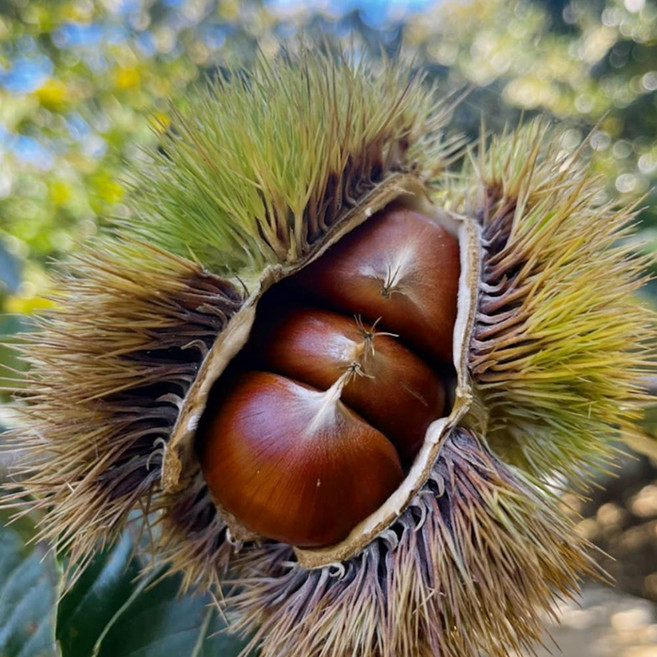 국산 충남 부여 햇밤 특상품 500g 외 굿뜨래인증, 1개