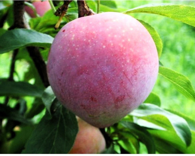 자두나무 향이 좋은 산타로사 접목2년생 분묘