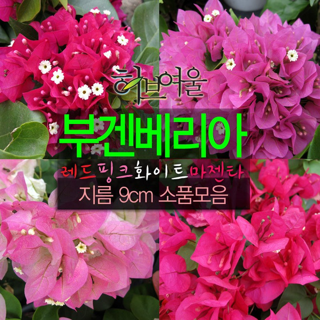 6위 - [허브여울] 부겐베리아 색상랜덤 (빨강 오렌지 진분홍 연분홍 핑크엔젤) 지름 9cm 소품화분 (좋은흙만 사용