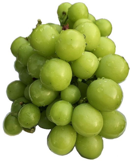 김천샤인머스켓 샤인머스켓 샤인머스캣 가정용 선물용 특등급 2KG 4KG, 가정용 샤인머스켓, 1박스