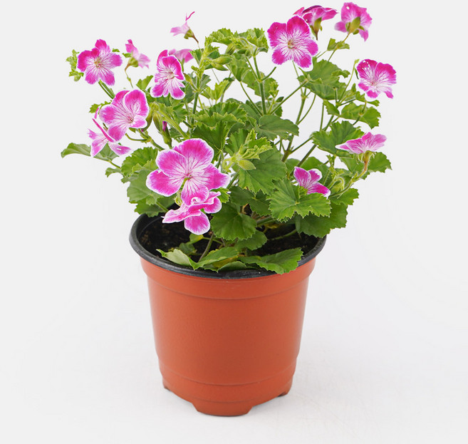 갑조네 랜디제라늄 엔젤아이스 봄꽃 사계절꽃 제라늄 향기나는식물, 1개