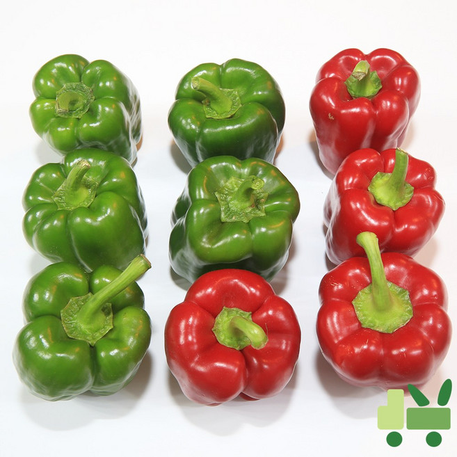 사라상회 청피망 홍피망 반반 10Kg (상), 1개