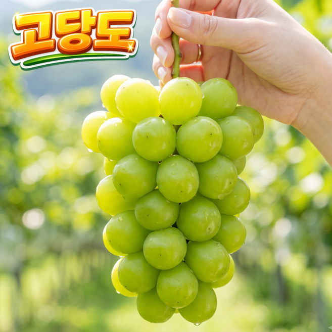 [당도선별] 꿀과즙 팡팡 초고당도 정품 샤인머스캣, 1박스, 특품 2kg(3~4수)