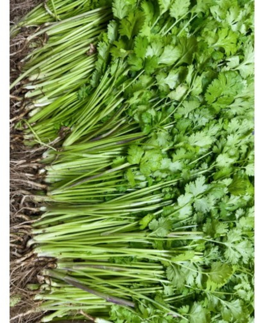 고수 한봉지 샹차이 coriander 베트남고수, 1