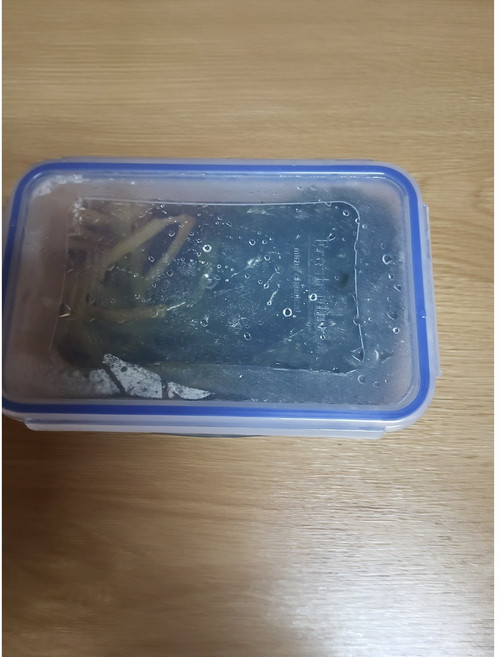 울릉도 자연산 명이절임, 1개, 1.2kg