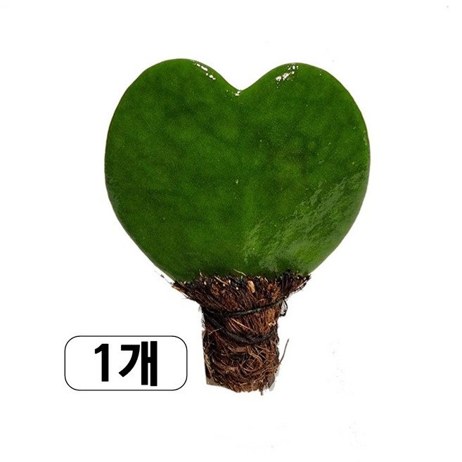 트리앤 하트호야 공기정화식물, 01. 1단 하트호야 1개, 1개