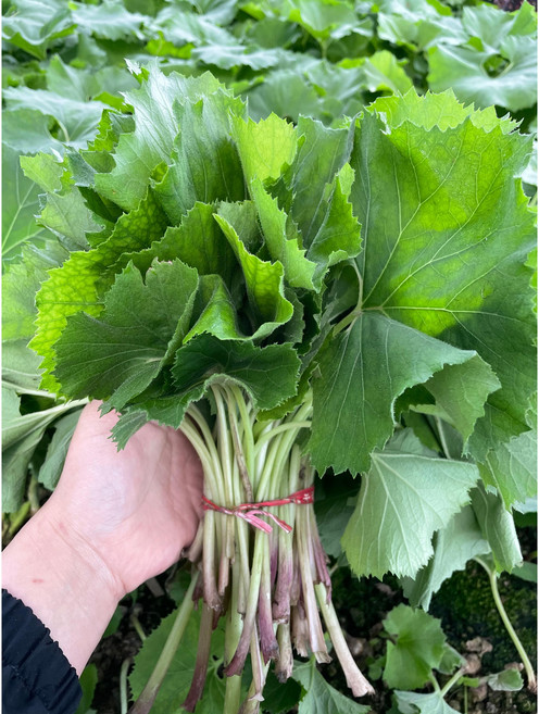 월포댁 봄나물 머위순 산나물 쌈채소 생머위잎 1kg 2kg, 1개