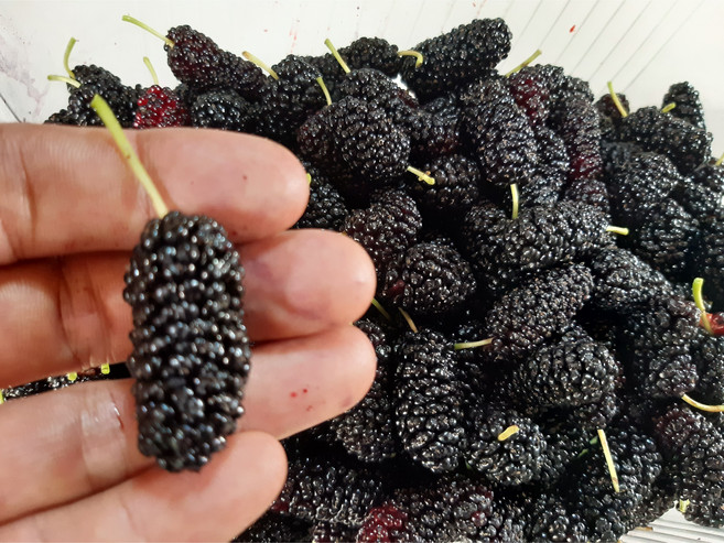 생과급냉 고창 햇 청일 과상 오디, 1개, 과상2호 특품 1kg