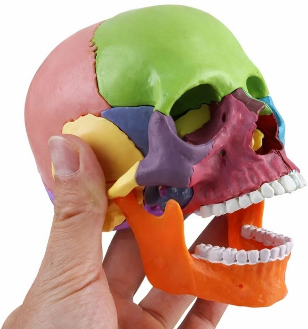 15분리 컬러 두개골 모형 해부학 인체 교육용 해골 뼈 모델, 1세트