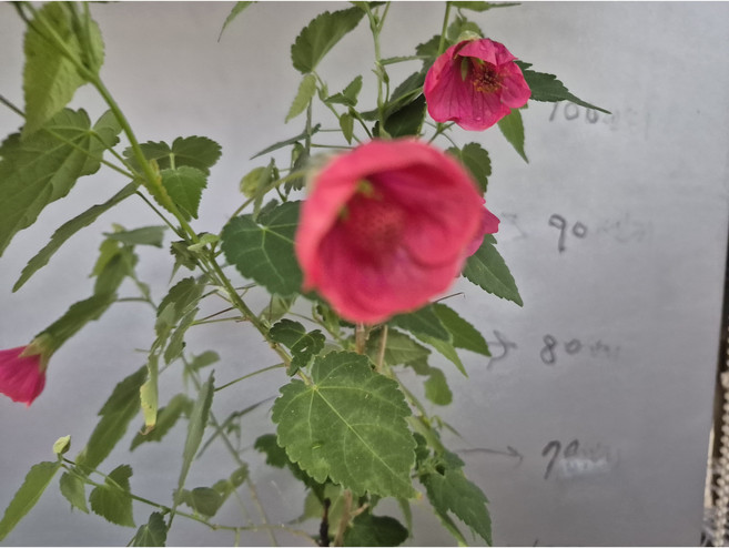 사계부용.중품, 1개