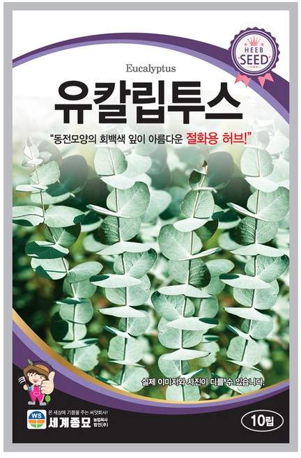 세계종묘 유칼립투스 10립 허브씨앗, 1개