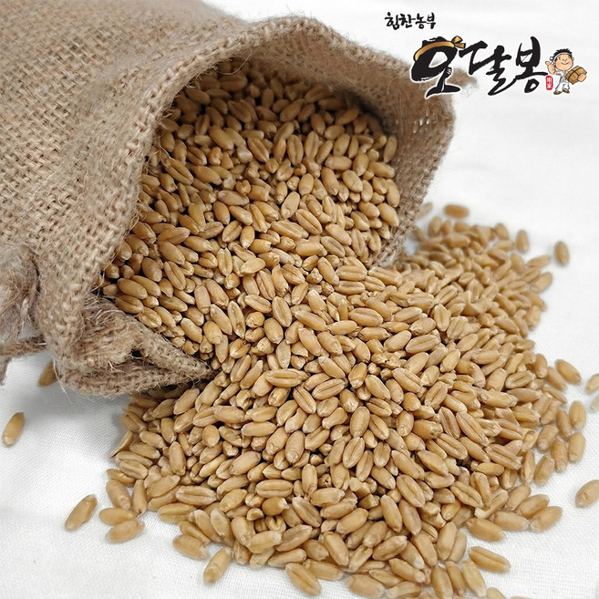 힘찬농부오달봉 국산 통밀, 5kg, 1개