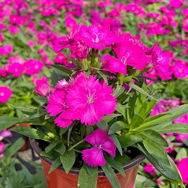 마이플랜트 패랭이꽃 석죽화 꽃모종 야생화, 1개, 빨강