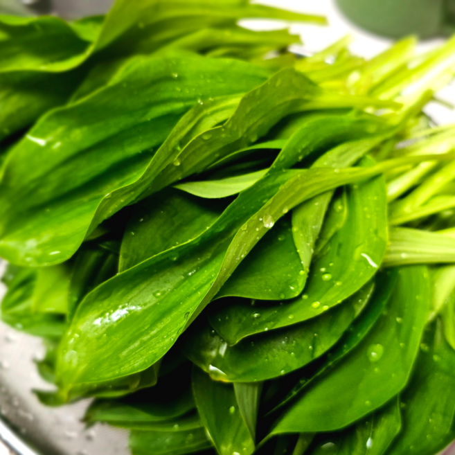 양구군산림조합 생 명이나물 산지직송 품질보증 산마늘 1kg, 1개