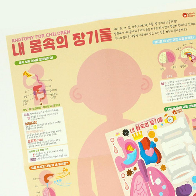 초등 과학탐구 신체보건교육 활동지 색칠 인체 투시 페이퍼 꾸미기 미술놀이 초등학교